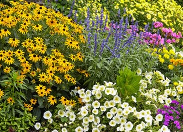 A variety of flowers planted in drifts is a great feature of a pollinator garden