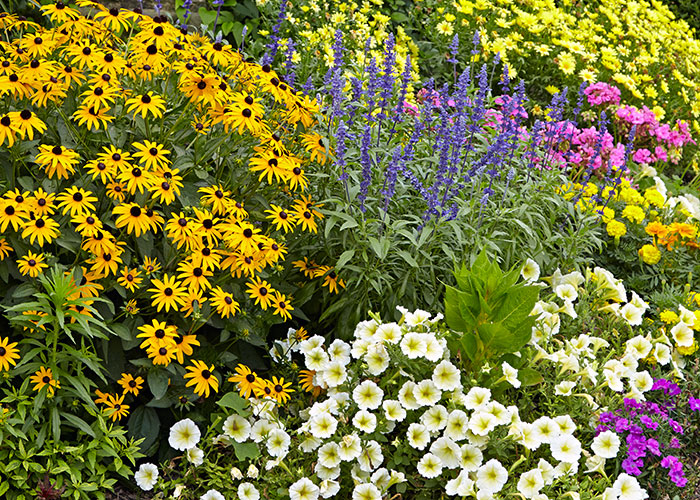 A variety of flowers planted in drifts is a great feature of a pollinator garden