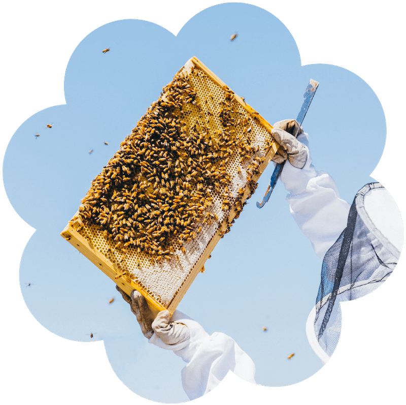 Beekeeper holds up a frame against the blue sky while corporate beekeeping