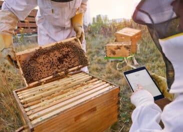 Corporate beekeeping services include data collection, pictured here as two beekeepers collect data from an open beehive