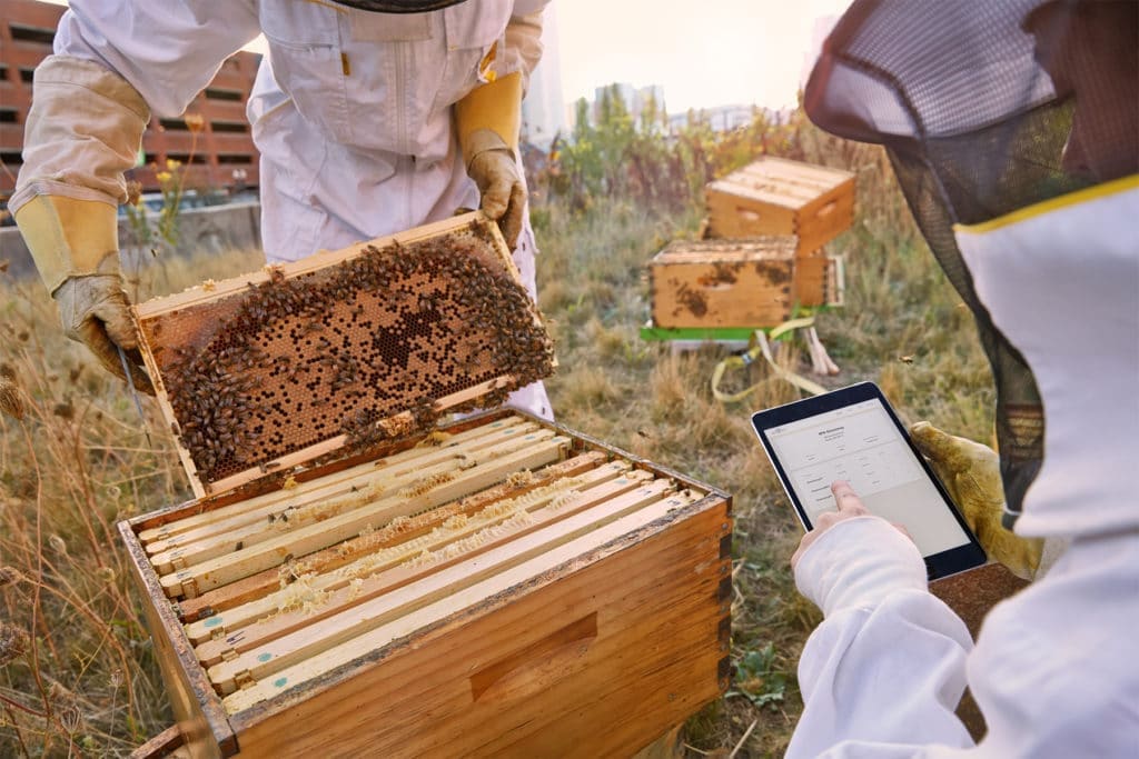 Corporate beekeeping services include data collection, pictured here as two beekeepers collect data from an open beehive