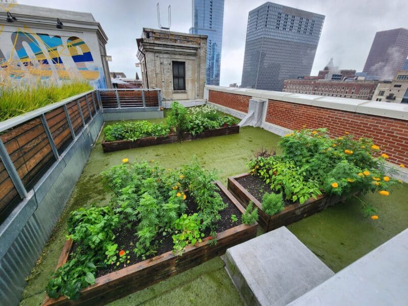 Overview of a rooftop pollinator garden with lush garden boxes providing habitat for pollinators
