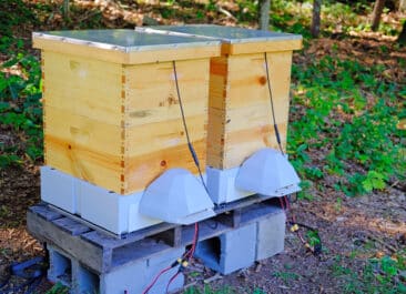 two smarthives sit next to each other in an apiary