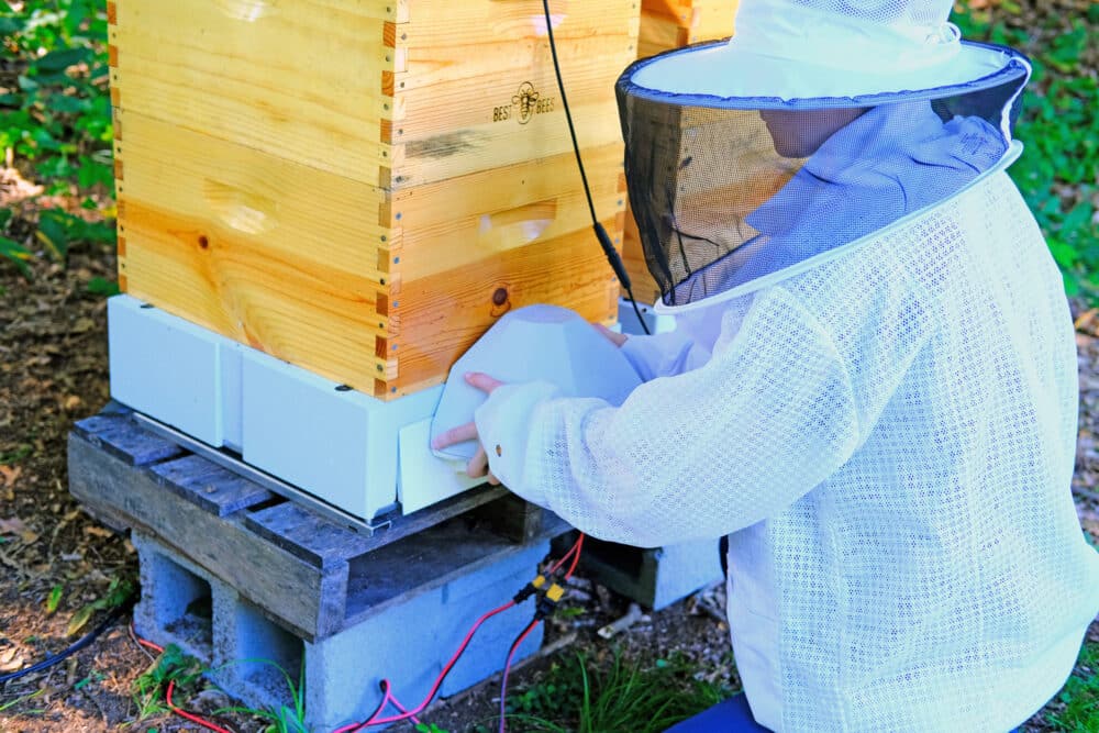 Corporate beekeeping urban beekeeper kneels in front of a SmartHive