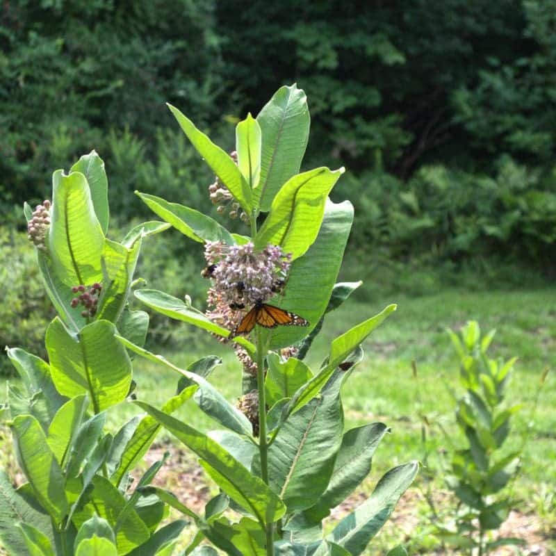 milkweed grows in autumn gardens, pictured here with a butterfly on the flower.