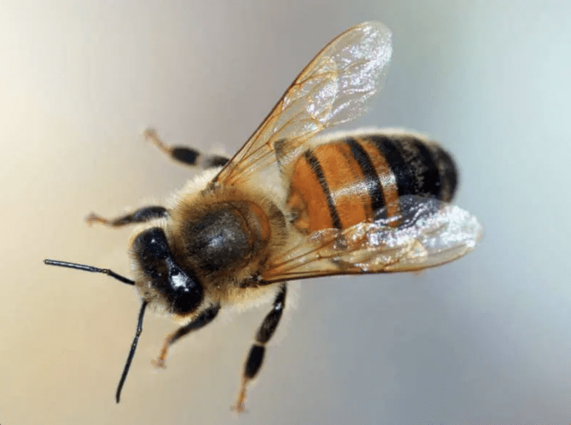 3 Levels of Bee Hierarchy: Drone Bee, Worker Bee, and Queen Bee