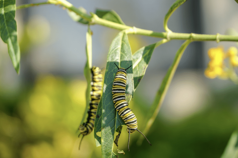 monarch butterfly caterpillars are white, black, and yellow striped and eat the leaves of the milkweed plant
