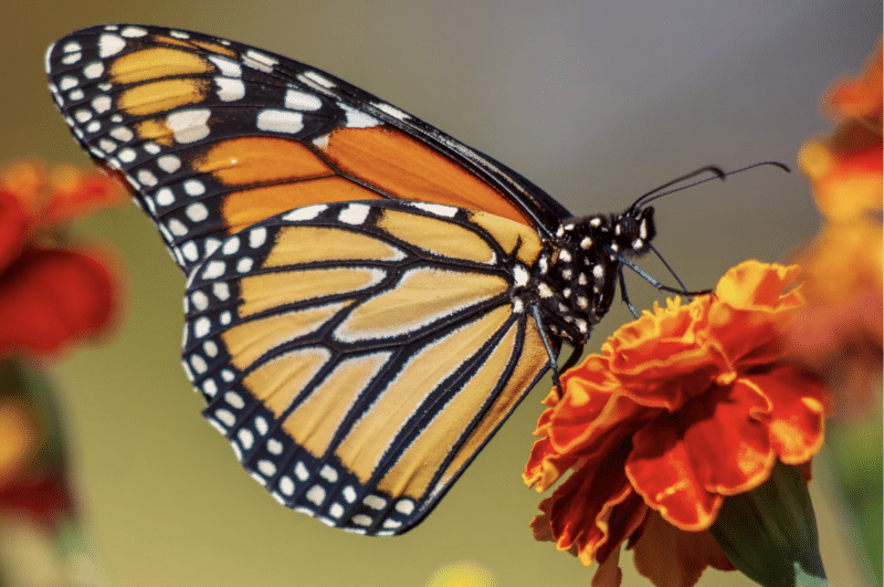 close -up of monarch butterfly on an orange flower with wing spots on display