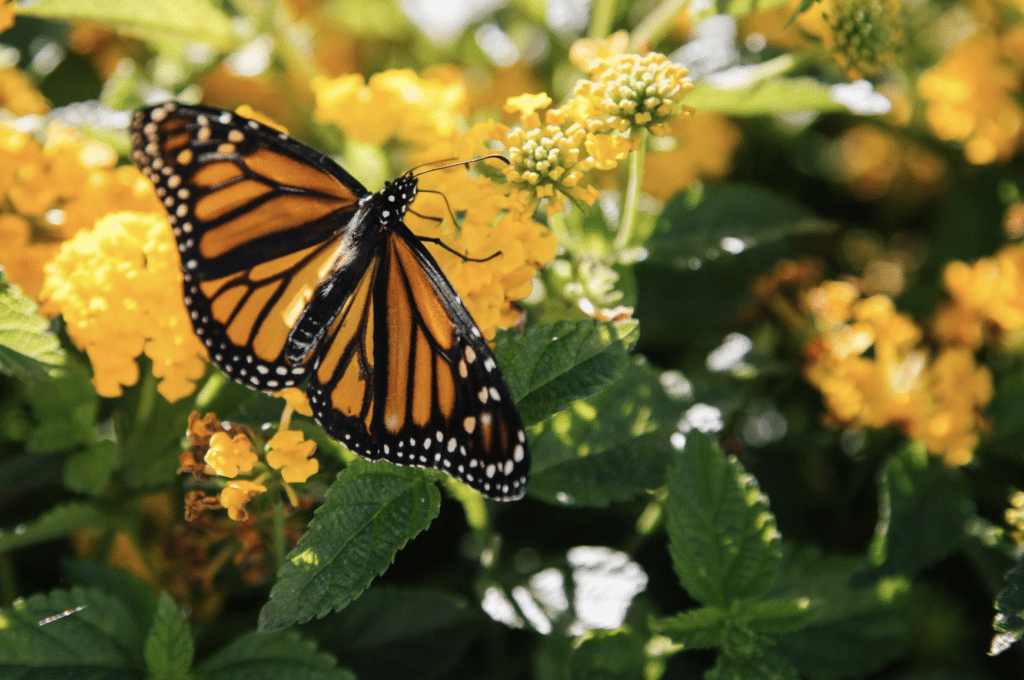 monarch butterfly with wings outstretched on a yellow flower bush