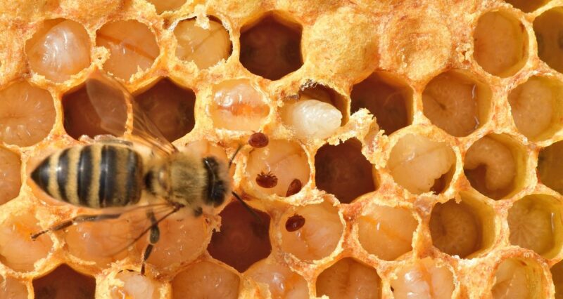 honey comb with varroa mites crawling on it