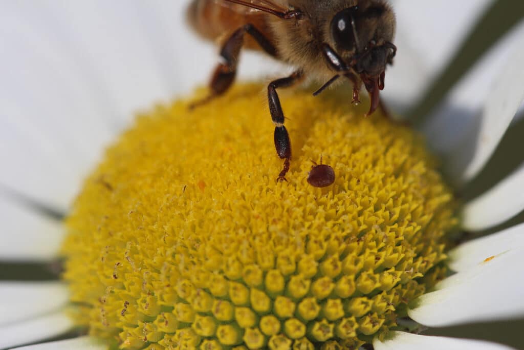 Varroa mite on yellow flower next to honey bee