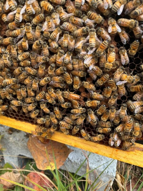 Tips for finding the queen bee in a hive.