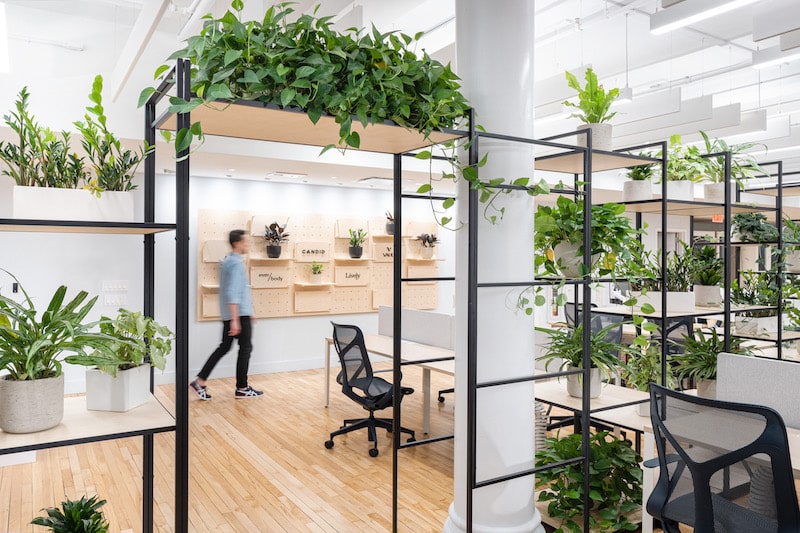 A sunny, brightly lit office space with natural wood floors and shelves upon shelves of plants