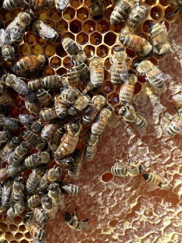 Queen bee on frame next to freshly capped honeycomb