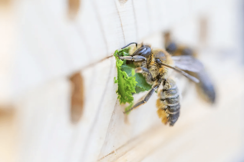 A leafcutter bee sealing a hole drilled into wood to protect its nest