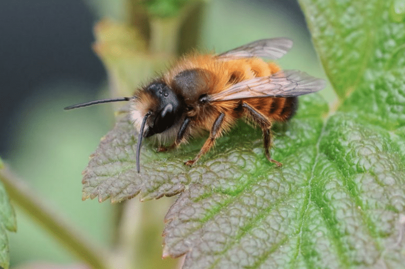A solitary bee, a Mason bee specifically, perched on a green leaf