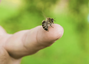 a honey bee has their stinger embedded in a finger