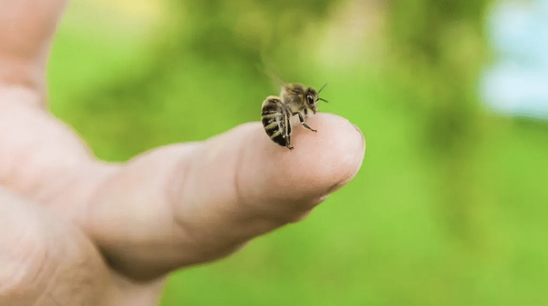 a honey bee has their stinger embedded in a finger