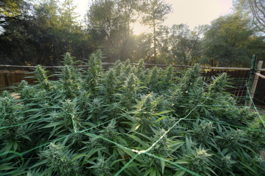 A field of weed plants growing
