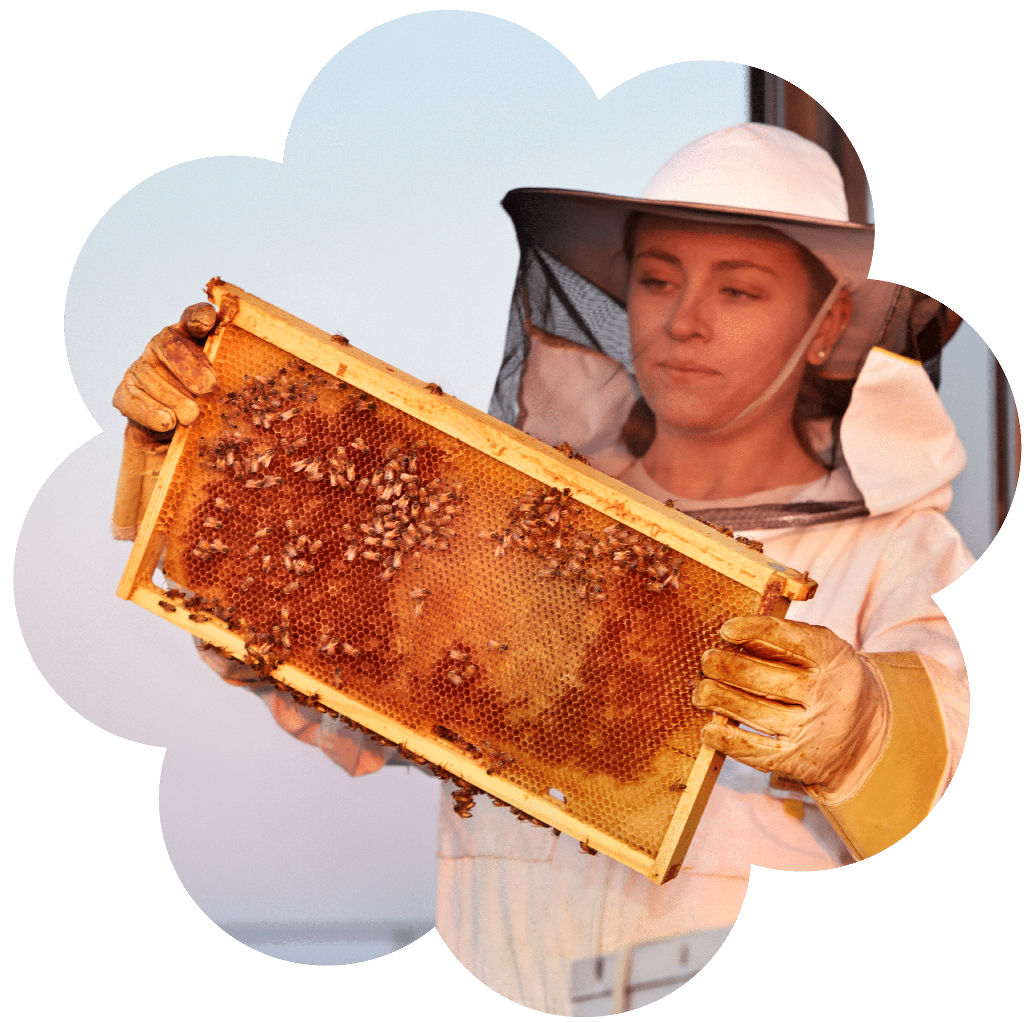 beekeeper holding up frame on roof