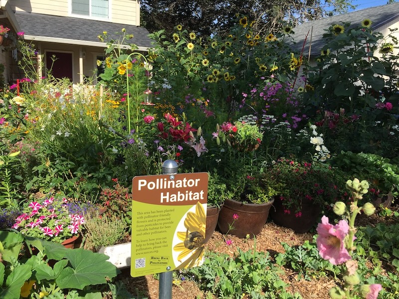 A pollinator garden with lots of wildflowers