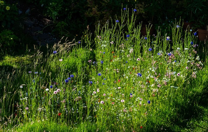 Wildflowers and grasses grow tall in this patch of a lawn allowed to go wild