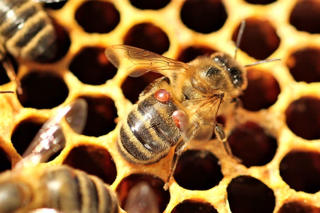 Varroa mites hitching a ride on a honey bee. climate change and bees encompasses how bees' predators thrive in rising temperatures