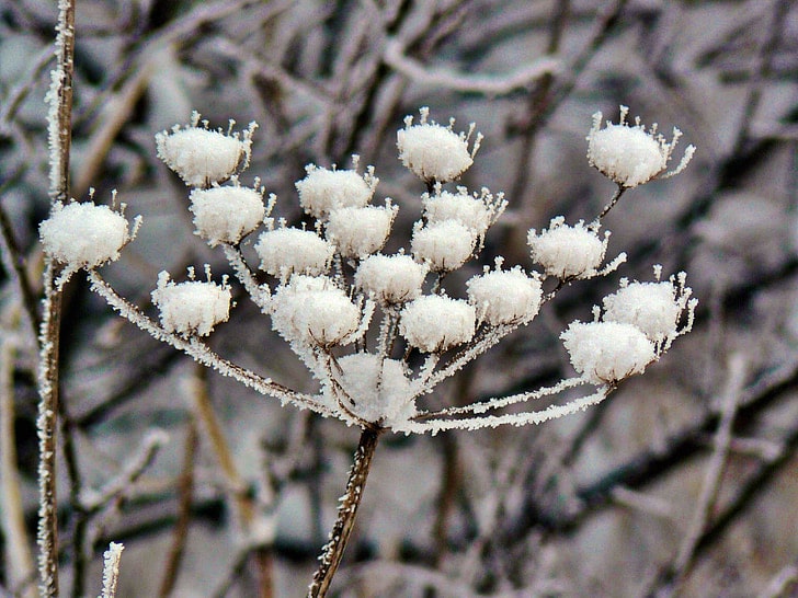 Early spring flowers coated in frost from an early spring freeze