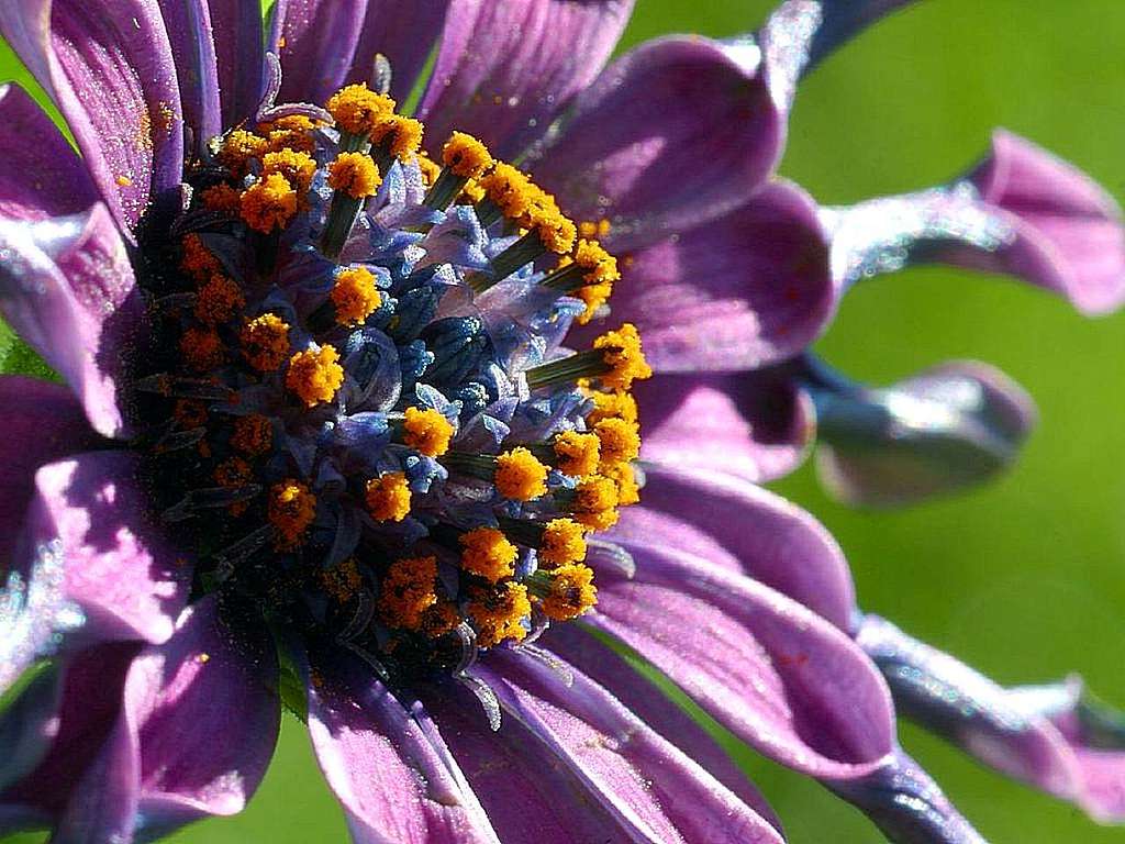 A purple flower with lots on pollen readily available