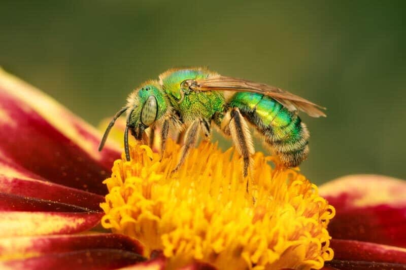 Sweat bees, like this green metallic one foraging pollen from this red flower, are native bees.