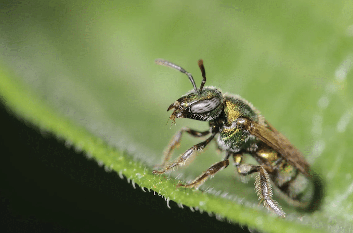 Sweat bees, like this one on a green leaf, come in a wide variety of colors.