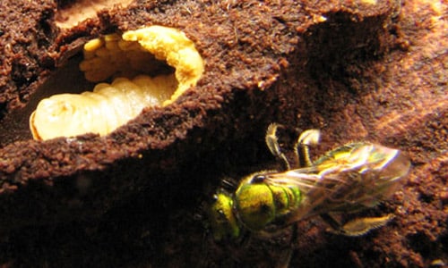 Sweat bees make their nests in the ground and provide their eggs with all the food they need ahead of time.