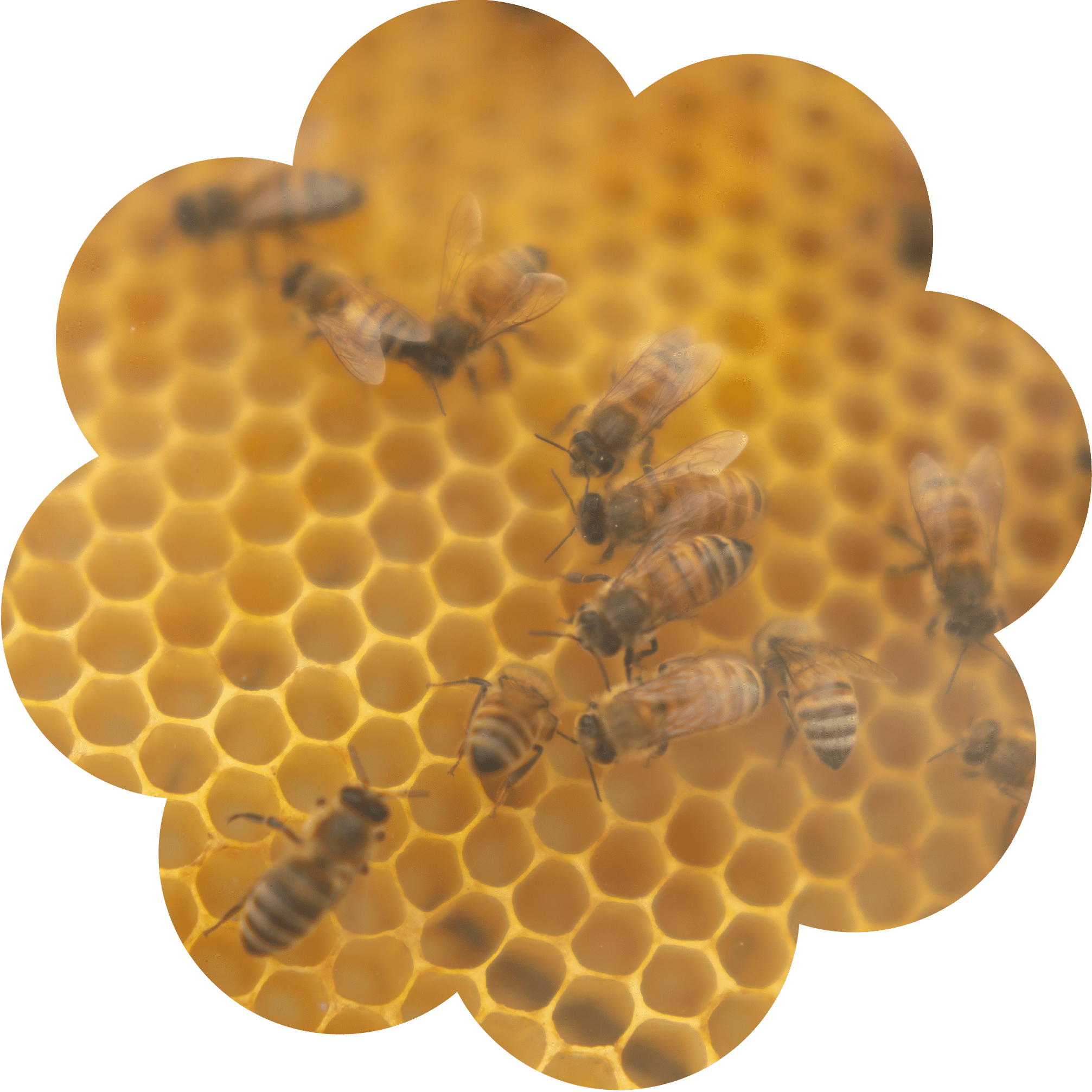 Flowershape_bees