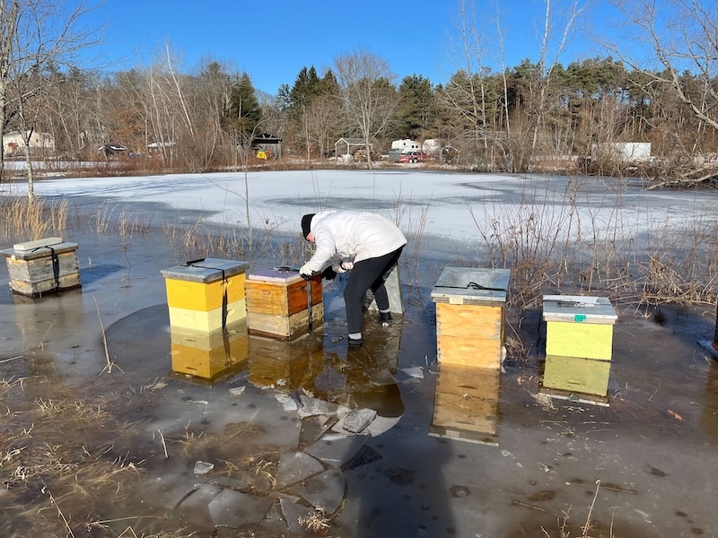 climate change will cause more flooding, like this flooded and frozen apiary