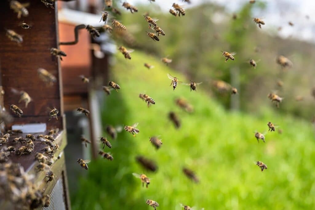 Bee robbing is when an outsider colony tries to invade a hive; the photo shows many bees flying at a hive entrance at once.