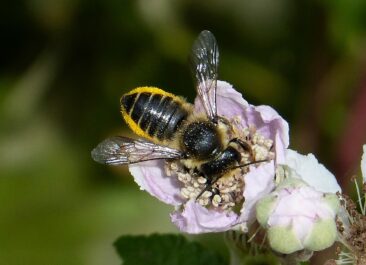 leafcutter bee on a purple flower