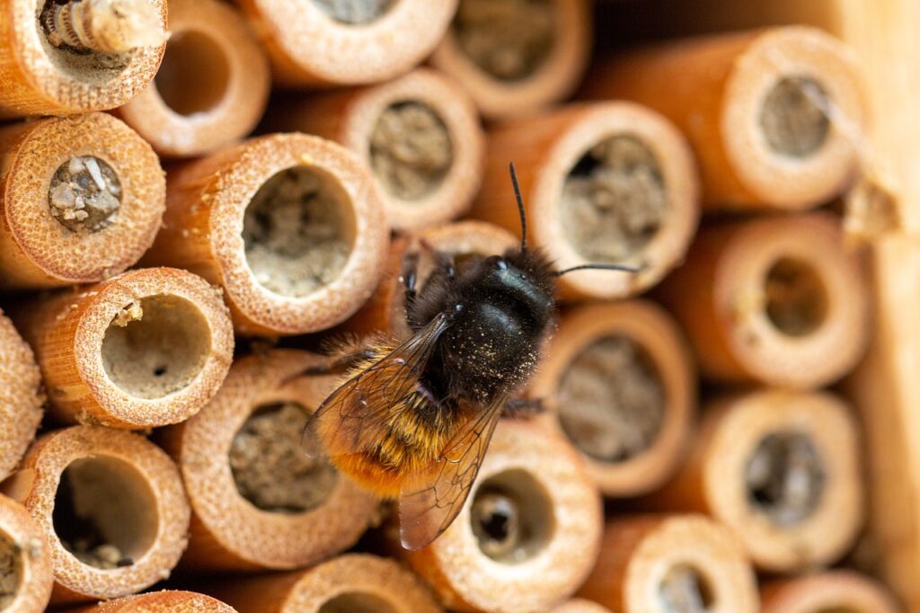 A mason bee, a solitary bee, uses a bee hotel