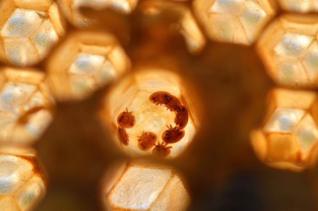 varroa mites in a brood cell