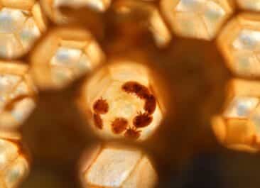 varroa mites in a brood cell