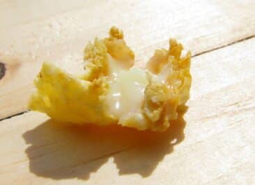 Royal jelly in a piece of honeycomb