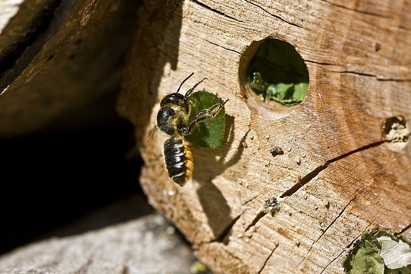leafcutter bee building a nest