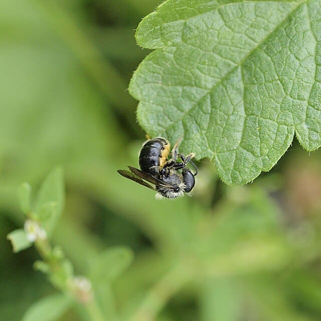 leafcutter bee on green leaf