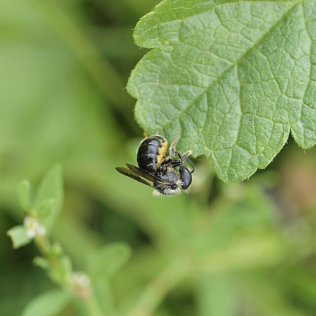 a leafcutter bee on a green leaf