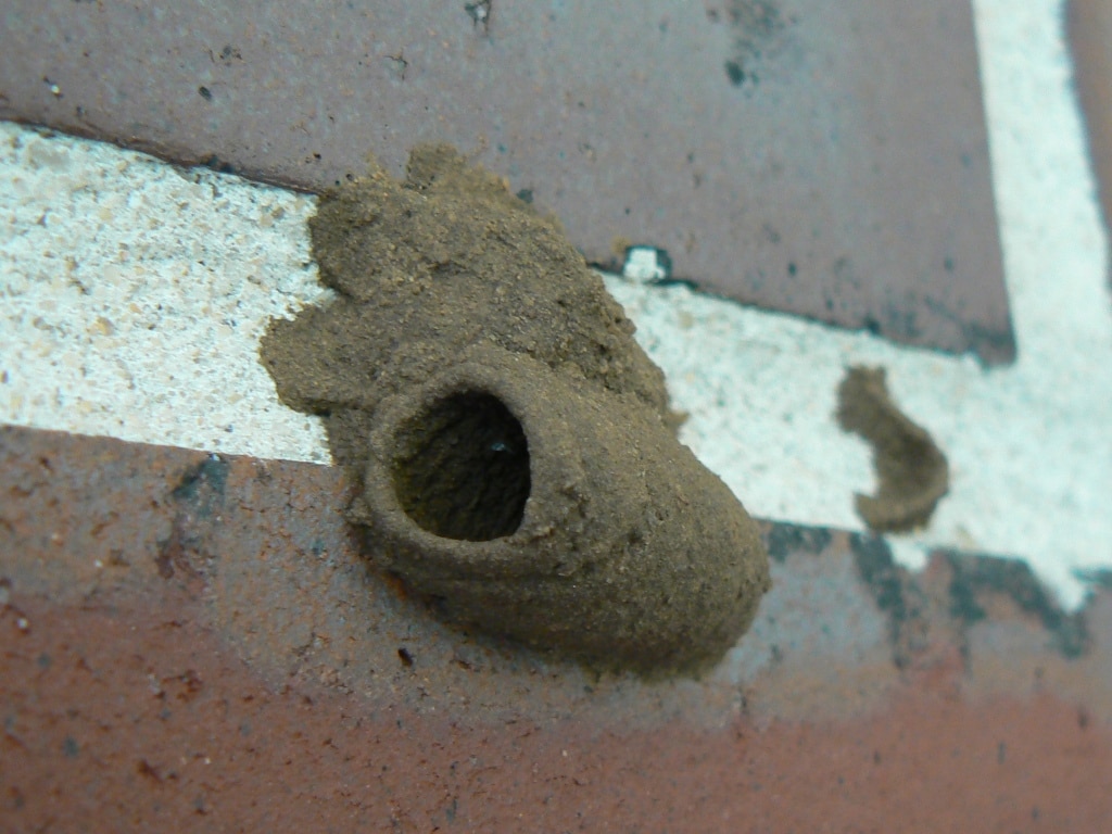 A mud dauber wasp nest on a brick wall