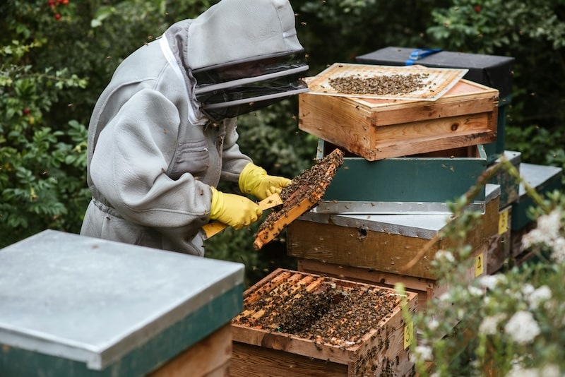 beekeeper conducting a hive check