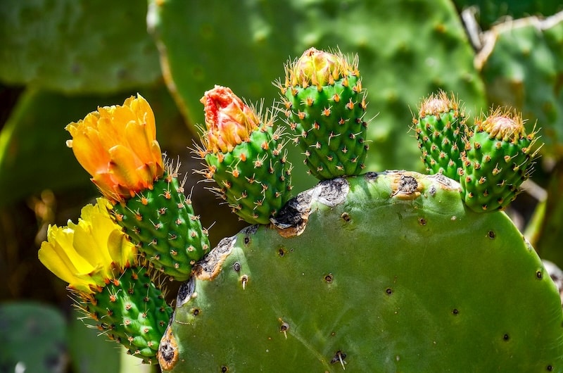 flowering cactus will bring bees to your garden