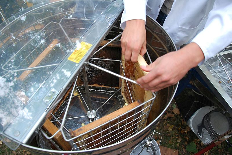 A beekeeper's hands lowering a honey frame into a centrifugal honey extractor