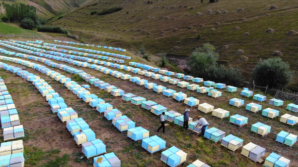 An apiary of hundreds, if not thousands, of blue, green, and yellow hives in a field signifies commercial beekeeping.