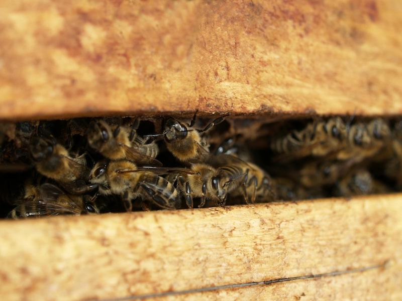 close up of honey bees in the space in between two frames