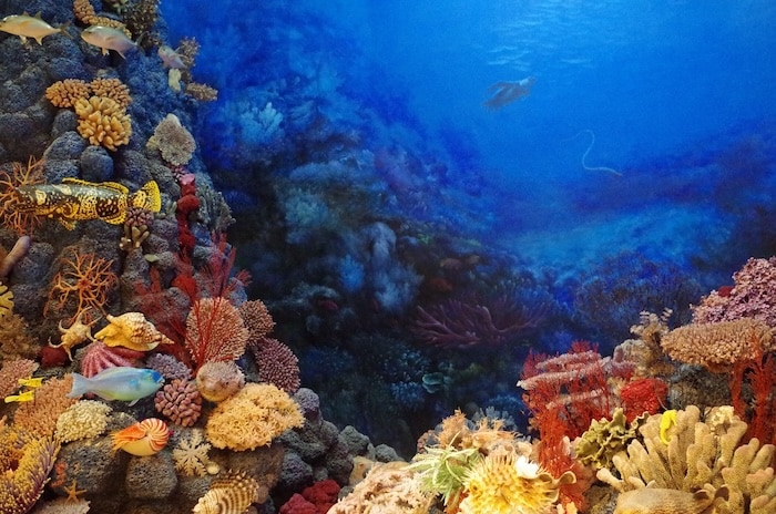 coral reefs, pictured here, are an indicator species and a keystone species